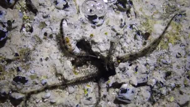 Brittle Star Ophiocoma Scolopendrina Crawling Shallow Water Shore Search Food — Stock Video