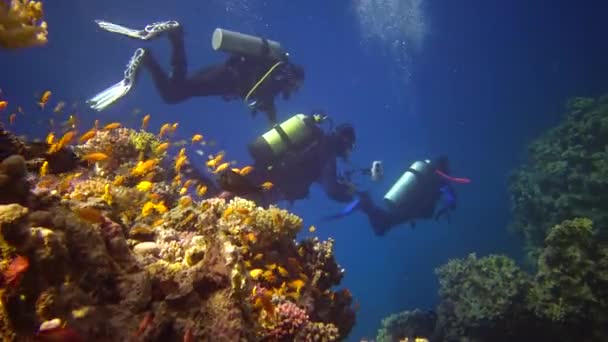 Egito Abu Dabb Maio 2019 Recife Coral Mar Vermelho Abu — Vídeo de Stock