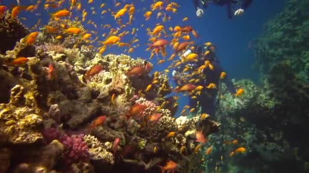 Egipt Abu Dabb Maja 2019 Rafa Koralowa Morzu Czerwonym Abu — Wideo stockowe