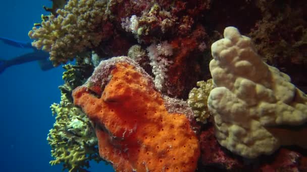 紅海の魚やサンゴ 紅海のオーラルリーフアブ デュブ 熱帯魚やサンゴと美しい水中風景 エジプト — ストック動画