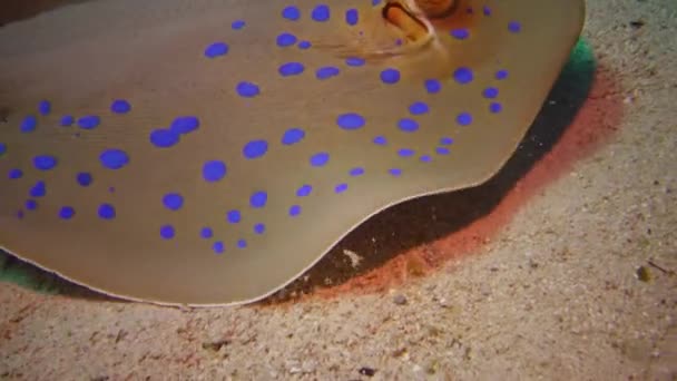 Wstążka Błękitnopłetwa Taeniura Lymma Leży Piasku Lub Płynie Pomiędzy Koralami — Wideo stockowe