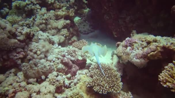 Bluespotted Taeniura Lymma Ribbontail Ray Encontra Areia Flutua Entre Corais — Vídeo de Stock