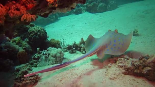 Bluespotted Taeniura Lymma Ribbontail Ray Encontra Areia Flutua Entre Corais — Vídeo de Stock