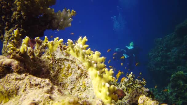 Статичне Відео Кораловий Риф Червоного Моря Абу Даб Прекрасний Підводний — стокове відео