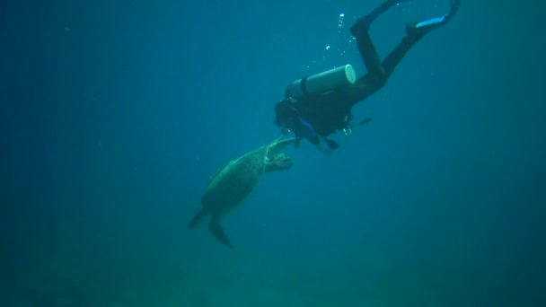 Mergulhador Observa Como Animal Come Algas Tartaruga Marinha Hawksbill Eretmochelys — Vídeo de Stock