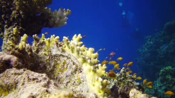 Statische Video Koraalrif Rode Zee Abu Dub Prachtig Onderwaterlandschap Met — Stockvideo