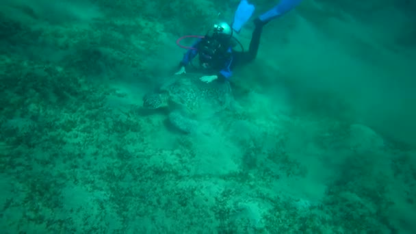 Mergulhador Observa Como Animal Come Algas Tartaruga Marinha Hawksbill Eretmochelys — Vídeo de Stock