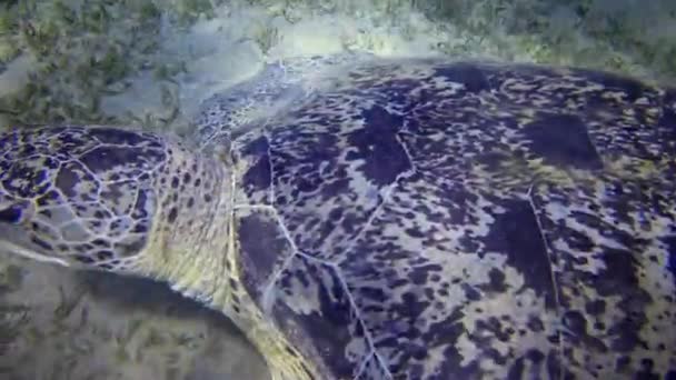 Tartaruga Marina Hawksbill Eretmochelys Imbricata Tartaruga Marina Verde Chelonia Mydas — Video Stock