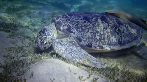 Meeresschildkröte Eretmochelys Imbricata Oder Grüne Meeresschildkröte Chelonia Mydas Fressen Algen — Stockvideo