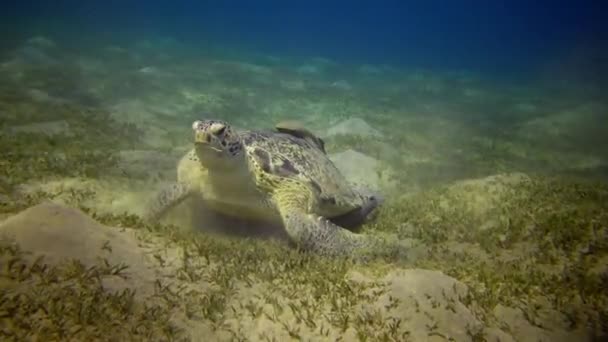 Havssköldpadda Eretmochelys Imbricata Eller Havssköldpadda Chelonia Mydas Som Äter Alger — Stockvideo