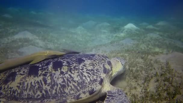 Ястребиная Морская Черепаха Eretmochelys Imbricata Зеленая Морская Черепаха Chelonia Mydas — стоковое видео