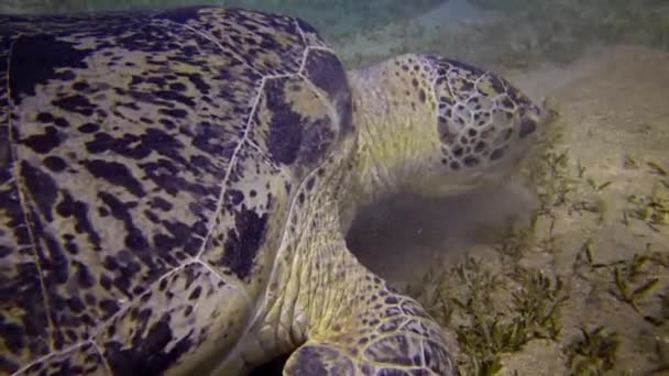 Hawksbill Sea Turtle Eretmochelys Imbricata Green Sea Turtle Chelonia Mydas — Stock Video