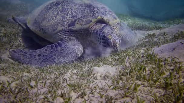 Żółw Morski Eretmochelys Imbricata Lub Żółw Morski Chelonia Mydas Jedzący — Wideo stockowe