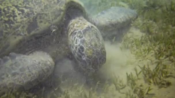 Penyu Sisik Eretmochelys Imbricata Atau Penyu Hijau Chelonia Mydas Memakan — Stok Video