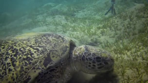 Tortue Imbriquée Eretmochelys Imbricata Tortue Marine Verte Chelonia Mydas Mangeant — Video