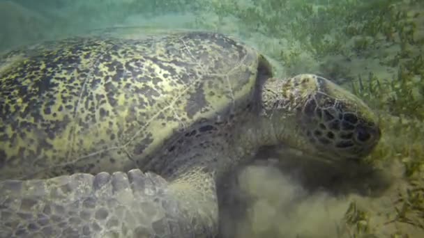 埃及红海 霍克斯比尔海龟 Eretmochelys Imbricata 或绿海龟 Chelonia Mydas 在海底吃海藻 — 图库视频影像