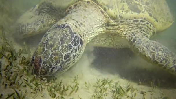 Tortuga Carey Eretmochelys Imbricata Tortuga Verde Chelonia Mydas Comiendo Algas — Vídeo de stock