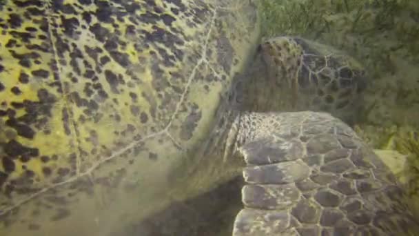 Żółw Morski Eretmochelys Imbricata Lub Żółw Morski Chelonia Mydas Jedzący — Wideo stockowe