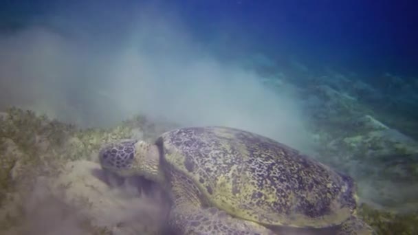 Şahin Gagalı Deniz Kaplumbağası Eretmochelys Imbricata Veya Deniz Tabanında Deniz — Stok video