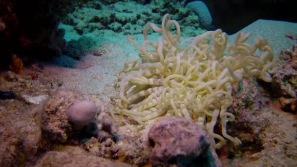 Große Seeanemone Grund Des Korallenriffs Roten Meer Die Natur Des — Stockvideo