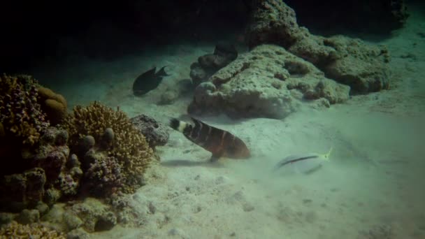 イエローフィン ゴータフィッシュ Mulloides 紅海のサンゴ礁の近くの食料を求めて砂の中の噂 アブダビ — ストック動画