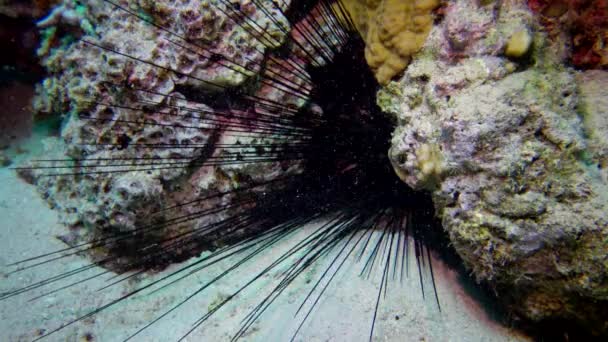 Черный Диадем Морского Ежа Echinothrix Diadema Спрятан Скальной Полости Коралловом — стоковое видео