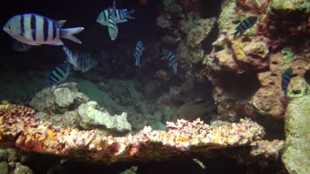 在埃及红海一个五彩斑斓的珊瑚礁中 红海鱼Abudefduf Sexfasciatus Scissortail Sergeant 在深蓝色的水里 — 图库视频影像