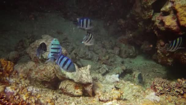 Kızıl Deniz Balığı Abudefduf Sexfasciatus Scissortail Sergeant Renkli Bir Mercan — Stok video