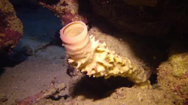 Τιμητική Σωλήνα Σφουγγάρι Callyspongia Crassa Σφουγγάρι Της Θάλασσας Είναι Κόκκινο — Αρχείο Βίντεο