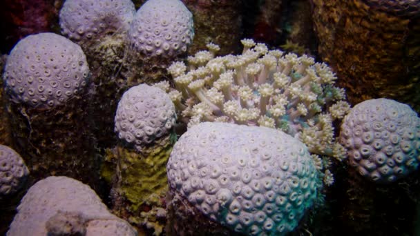 Arrecife Coral Mar Rojo Hermoso Paisaje Submarino Con Corales Tentáculos — Vídeos de Stock