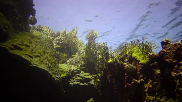 Recifes Coral Mar Vermelho Abu Dub Bela Paisagem Subaquática Com — Vídeo de Stock