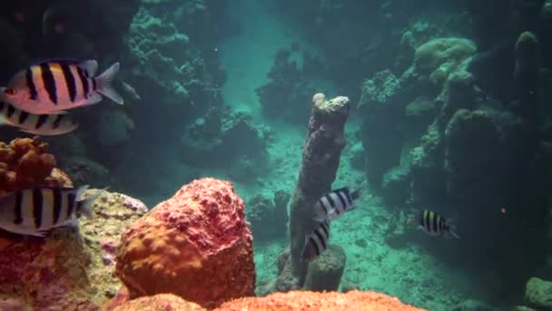 Arrecife Coral Peces Tropicales Hermoso Paisaje Submarino Con Peces Tropicales — Vídeo de stock