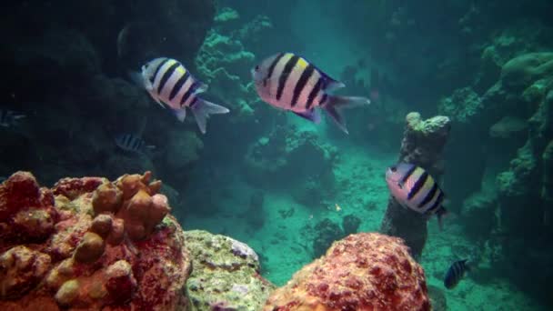 Barriera Corallina Pesci Tropicali Bellissimo Paesaggio Subacqueo Con Pesci Tropicali — Video Stock