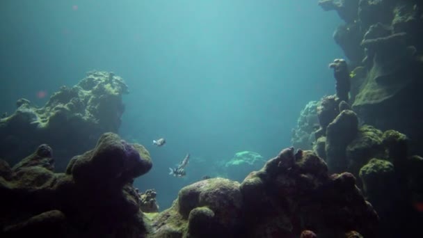 Korallrev Röda Havet Abu Dub Vackert Undervattenslandskap Med Tropiska Fiskar — Stockvideo