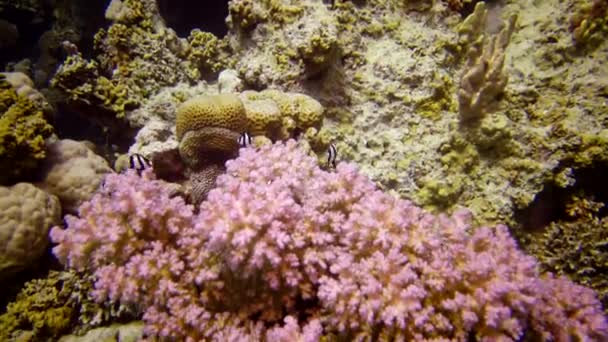 Koraalrif Rode Zee Abu Dub Prachtig Onderwaterlandschap Met Tropische Vissen — Stockvideo