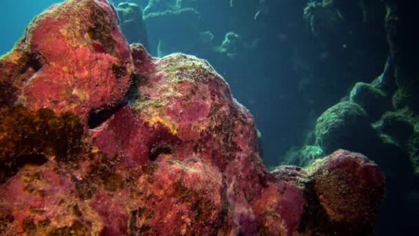 Korallzátony Vörös Tengeren Abu Dub Gyönyörű Víz Alatti Táj Trópusi — Stock videók