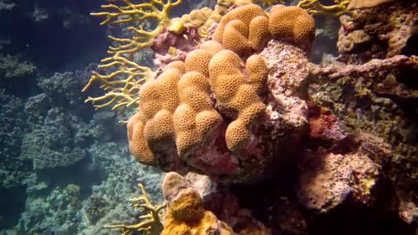 Barriera Corallina Nel Mar Rosso Abu Dub Bellissimo Paesaggio Subacqueo — Video Stock