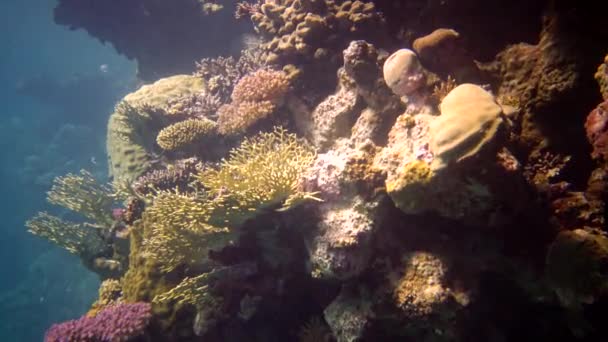 Arrecife Coral Mar Rojo Abu Dub Hermoso Paisaje Submarino Con — Vídeo de stock