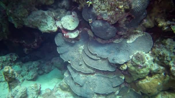 Barriera Corallina Nel Mar Rosso Abu Dub Bellissimo Paesaggio Subacqueo — Video Stock