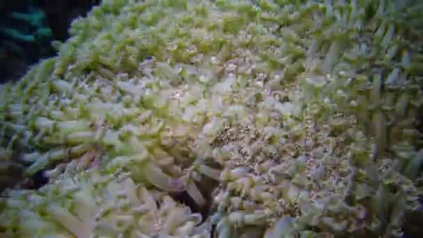 Статическое Видео Коралловый Риф Красном Море Красивый Подводный Пейзаж Кораллами — стоковое видео