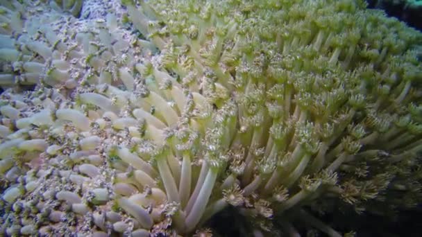 静态录像 红海的珊瑚礁 一个美丽的水下景观与珊瑚 珊瑚的触须捕捉浮游生物并在水中摆动 — 图库视频影像