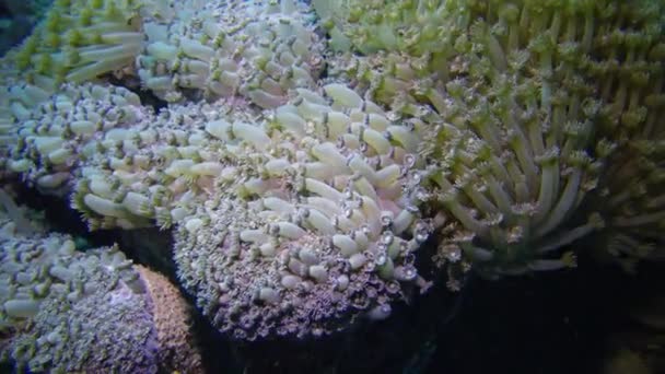静的なビデオ 紅海のサンゴ礁 サンゴの美しい水中風景 サンゴの触手はプランクトンをキャッチし 水の中に揺れます エジプト — ストック動画
