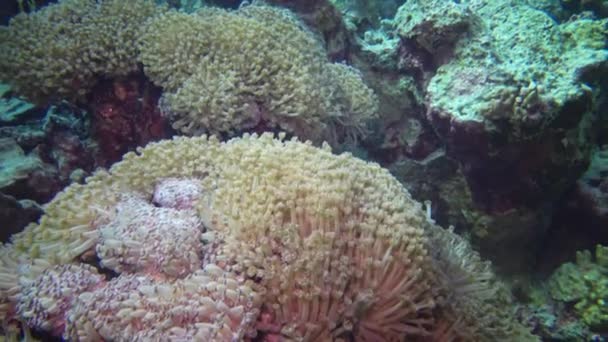 Statische Video Koraalrif Rode Zee Een Prachtig Onderwaterlandschap Met Koralen — Stockvideo