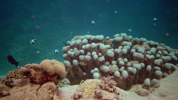 生命のサンゴ礁 静的なビデオ 紅海のサンゴ礁 熱帯魚やサンゴと美しい水中風景 エジプト — ストック動画