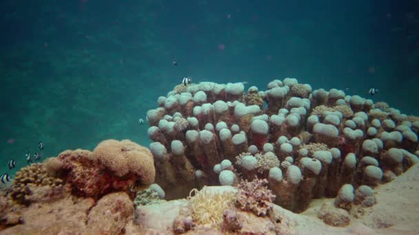 Κοραλλιογενής Ύφαλος Στατικό Βίντεο Κοραλλιογενής Ύφαλος Στην Ερυθρά Θάλασσα Αμπού — Αρχείο Βίντεο