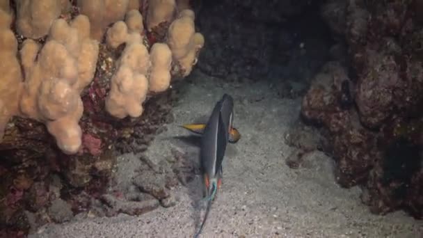 Kızıl Deniz Balığı Gece Videosu Tropikal Balıklar Geceleri Resifteki Mercanların — Stok video
