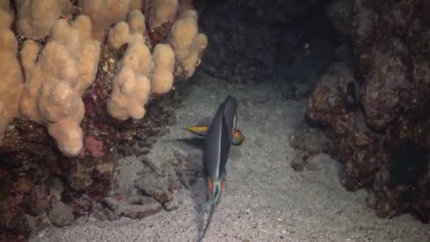 Peixe Mar Vermelho Vídeo Noturno Peixes Tropicais Dormem Noite Perto — Vídeo de Stock