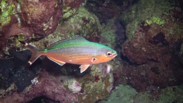 Vissen Van Rode Zee Nachtvideo Tropische Vissen Slapen Nachts Bij — Stockvideo