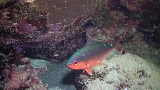 Fische Aus Dem Roten Meer Nachtvideo Tropische Fische Schlafen Nachts — Stockvideo