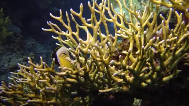 Arrecife Coral Diferentes Tipos Coral Peces Tropicales Naturaleza Del Mar — Vídeos de Stock